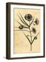 Potatoe-Apple Flower of New South Wales, Australia. ,1800 (Engraving)-Thomas Watling-Framed Giclee Print