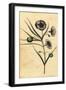 Potatoe-Apple Flower of New South Wales, Australia. ,1800 (Engraving)-Thomas Watling-Framed Giclee Print