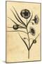 Potatoe-Apple Flower of New South Wales, Australia. ,1800 (Engraving)-Thomas Watling-Mounted Giclee Print