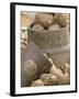 Potatoes at Vegetable Market, Stavanger Harbour, Norway-Russell Young-Framed Photographic Print