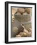 Potatoes at Vegetable Market, Stavanger Harbour, Norway-Russell Young-Framed Photographic Print