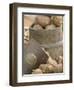 Potatoes at Vegetable Market, Stavanger Harbour, Norway-Russell Young-Framed Premium Photographic Print
