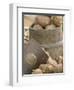 Potatoes at Vegetable Market, Stavanger Harbour, Norway-Russell Young-Framed Premium Photographic Print