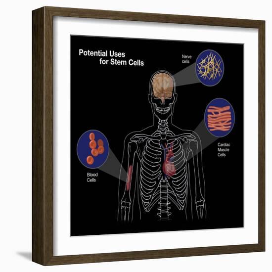 Potential Uses for Stem Cells-Spencer Sutton-Framed Giclee Print