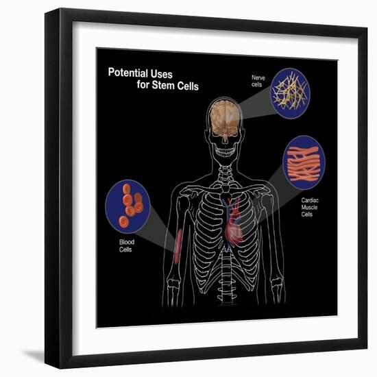 Potential Uses for Stem Cells-Spencer Sutton-Framed Giclee Print