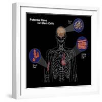 Potential Uses for Stem Cells-Spencer Sutton-Framed Giclee Print