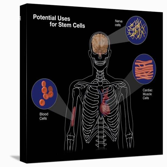 Potential Uses for Stem Cells-Spencer Sutton-Stretched Canvas