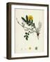 Potentilla Anserina Silver-Weed-null-Framed Giclee Print