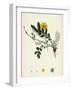 Potentilla Anserina Silver-Weed-null-Framed Giclee Print