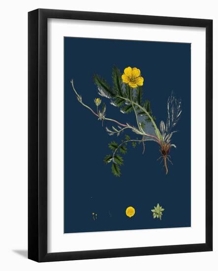 Potentilla Argentea; Hoary Cinquefoil-null-Framed Giclee Print