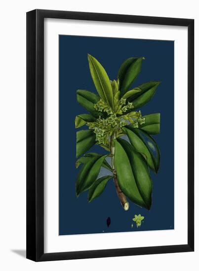 Potentilla Eu-Tormentilla; Common Tormentil-null-Framed Giclee Print