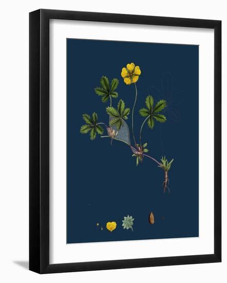 Potentilla Fruticosa; Shrubby Cinquefoil-null-Framed Giclee Print