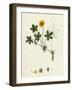 Potentilla Reptans Creeping Cinquefoil-null-Framed Giclee Print