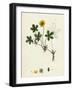 Potentilla Reptans Creeping Cinquefoil-null-Framed Giclee Print