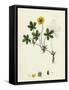 Potentilla Reptans Creeping Cinquefoil-null-Framed Stretched Canvas