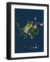 Potentilla Verna; Spring Cinquefoil-null-Framed Giclee Print