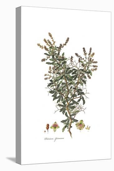 Poterium Spinosum, Flora Graeca-Ferdinand Bauer-Stretched Canvas