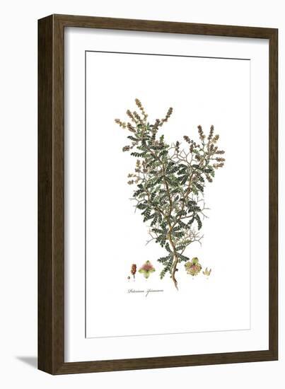 Poterium Spinosum, Flora Graeca-Ferdinand Bauer-Framed Giclee Print