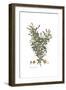 Poterium Spinosum, Flora Graeca-Ferdinand Bauer-Framed Giclee Print