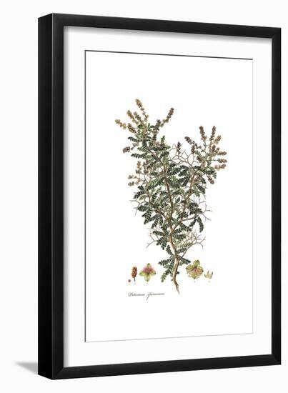 Poterium Spinosum, Flora Graeca-Ferdinand Bauer-Framed Giclee Print