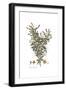 Poterium Spinosum, Flora Graeca-Ferdinand Bauer-Framed Giclee Print