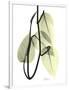 Pothos Leaves, X-ray-Koetsier Albert-Framed Photographic Print