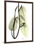 Pothos Leaves, X-ray-Koetsier Albert-Framed Photographic Print