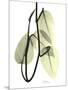 Pothos Leaves, X-ray-Koetsier Albert-Mounted Photographic Print