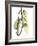 Pothos Leaves, X-ray-Koetsier Albert-Framed Photographic Print
