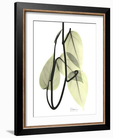 Pothos Leaves, X-ray-Koetsier Albert-Framed Photographic Print