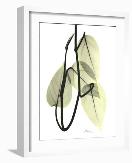 Pothos Leaves, X-ray-Koetsier Albert-Framed Photographic Print