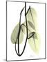 Pothos Leaves, X-ray-Koetsier Albert-Mounted Photographic Print