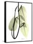 Pothos Leaves, X-ray-Koetsier Albert-Framed Stretched Canvas