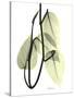 Pothos Leaves, X-ray-Koetsier Albert-Stretched Canvas