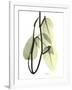 Pothos Leaves, X-ray-Koetsier Albert-Framed Photographic Print