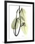 Pothos Leaves, X-ray-Koetsier Albert-Framed Photographic Print