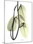 Pothos Leaves, X-ray-Koetsier Albert-Mounted Photographic Print