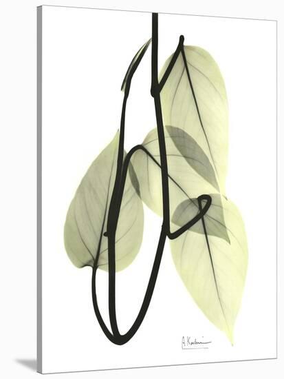 Pothos Leaves, X-ray-Koetsier Albert-Stretched Canvas