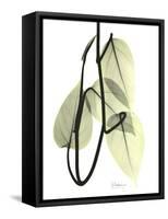 Pothos Leaves, X-ray-Koetsier Albert-Framed Stretched Canvas