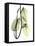 Pothos Leaves, X-ray-Koetsier Albert-Framed Stretched Canvas