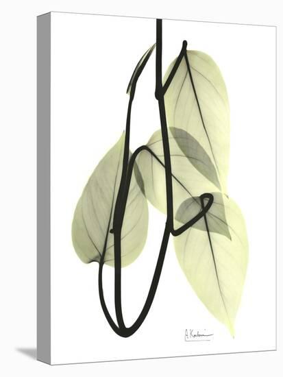 Pothos Leaves, X-ray-Koetsier Albert-Stretched Canvas