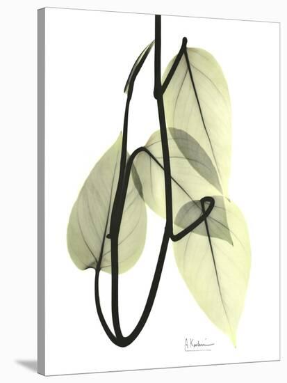 Pothos Leaves, X-ray-Koetsier Albert-Stretched Canvas