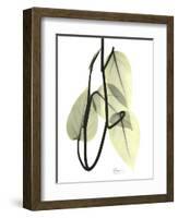 Pothos Leaves, X-ray-Koetsier Albert-Framed Photographic Print