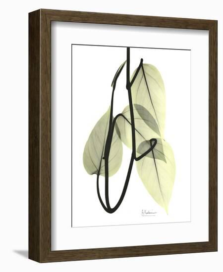 Pothos Leaves, X-ray-Koetsier Albert-Framed Photographic Print