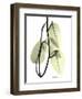 Pothos Leaves, X-ray-Koetsier Albert-Framed Photographic Print