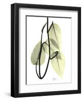 Pothos Leaves, X-ray-Koetsier Albert-Framed Photographic Print