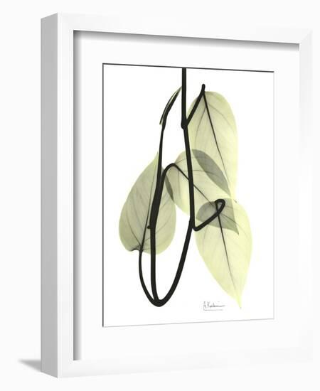 Pothos Leaves, X-ray-Koetsier Albert-Framed Photographic Print