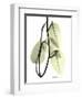 Pothos Leaves, X-ray-Koetsier Albert-Framed Photographic Print