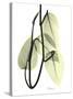 Pothos Leaves, X-ray-Koetsier Albert-Stretched Canvas