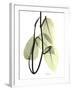 Pothos Leaves, X-ray-Koetsier Albert-Framed Photographic Print